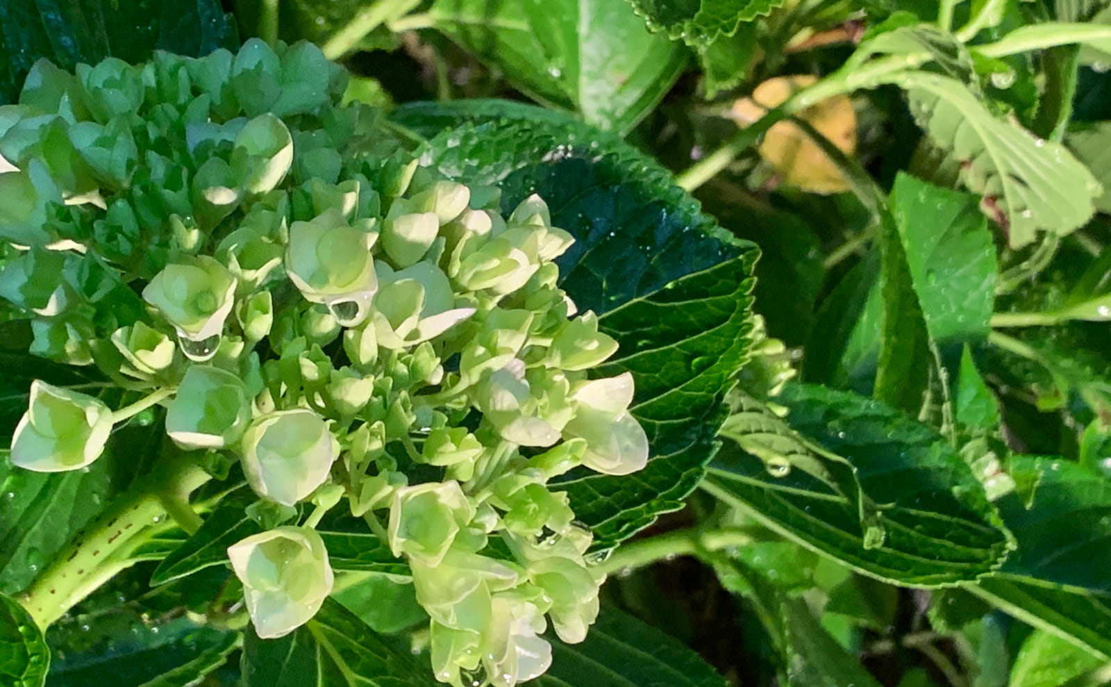 緑の紫陽花