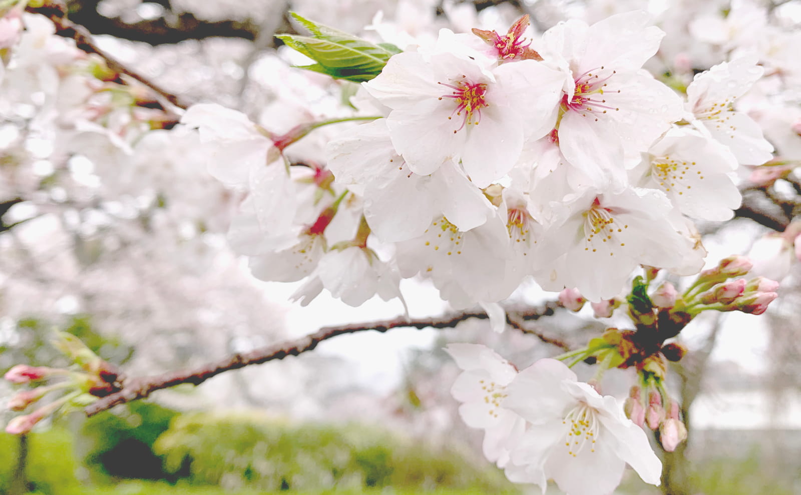 桜