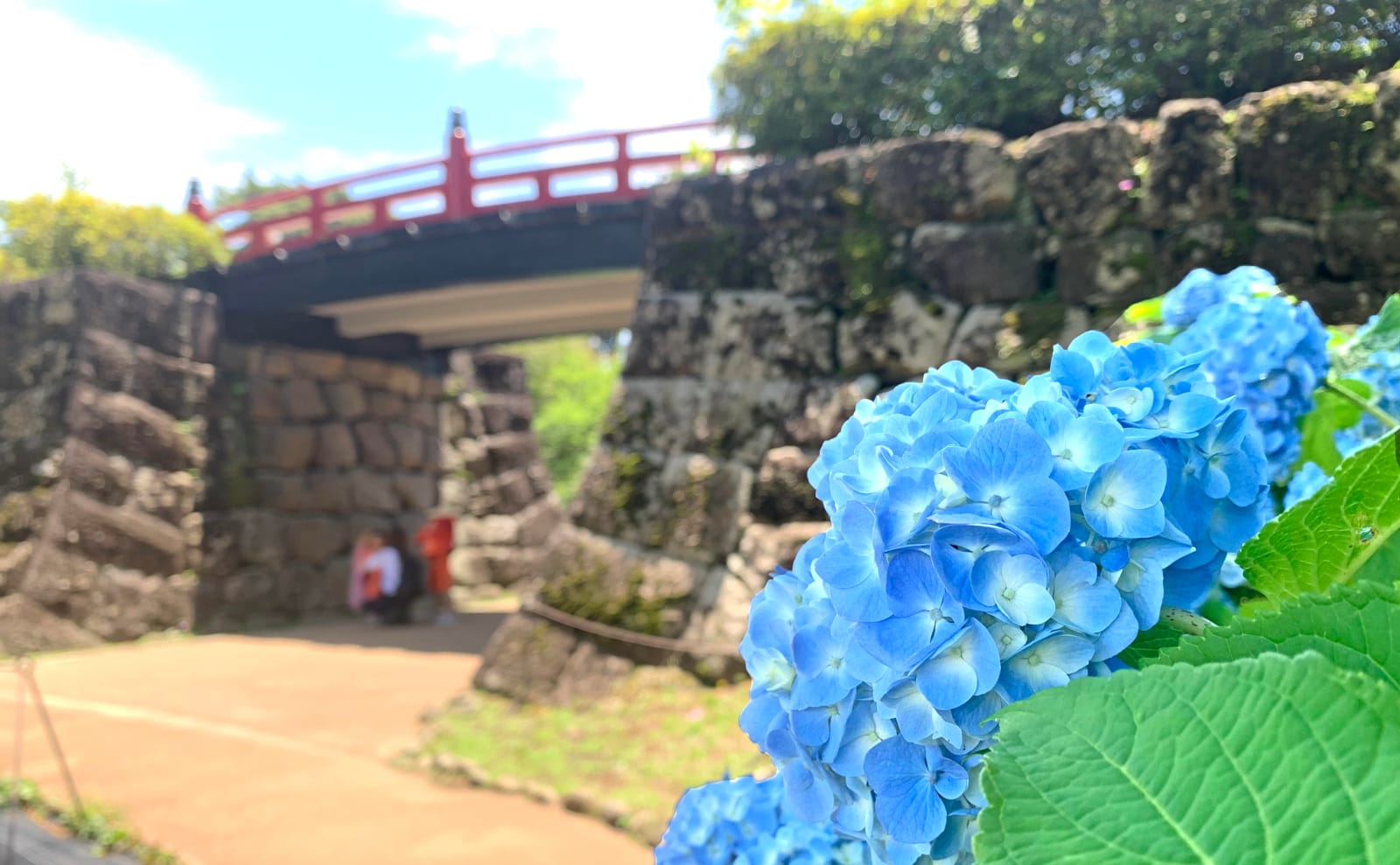 小田原城と紫陽花