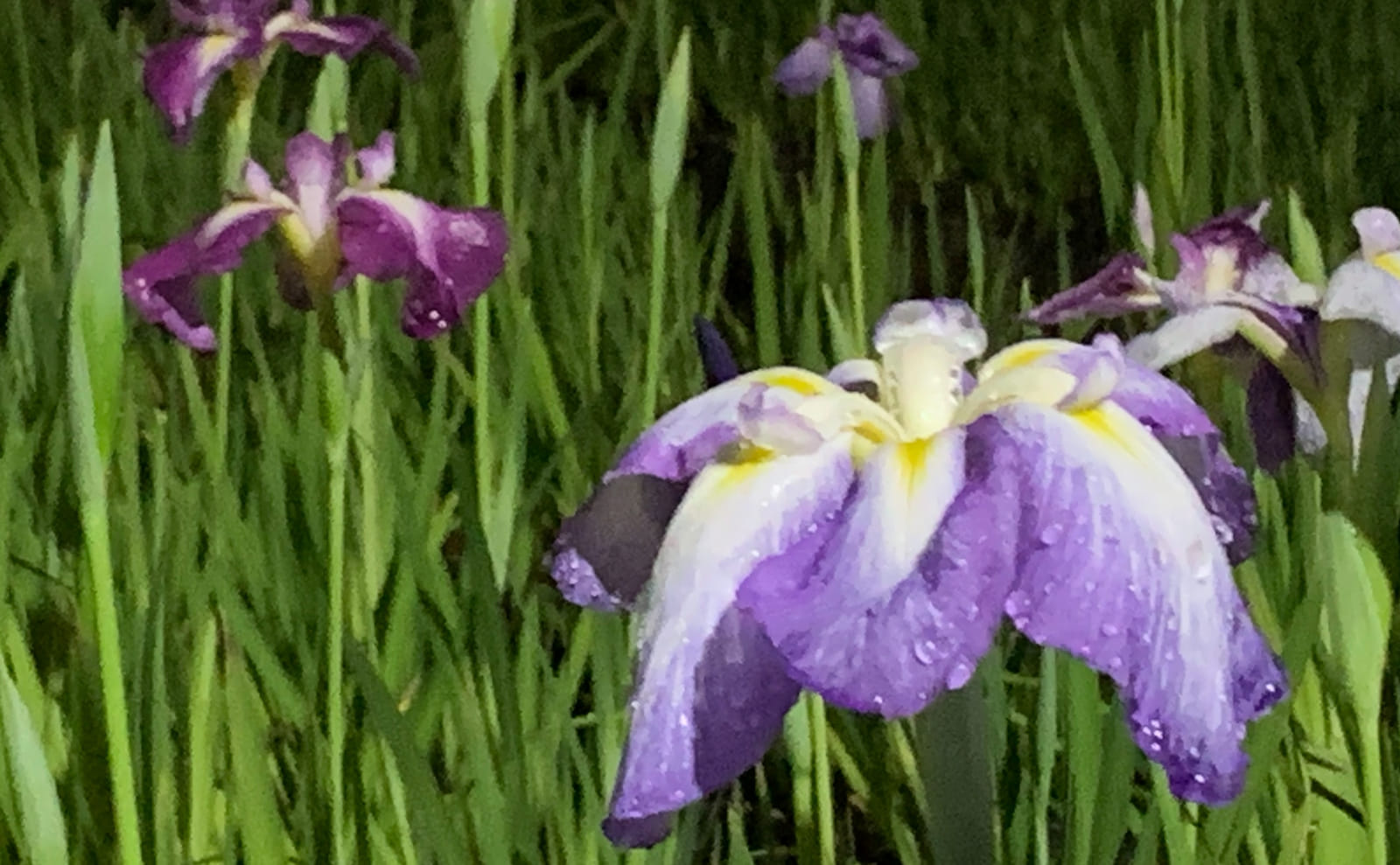 花菖蒲